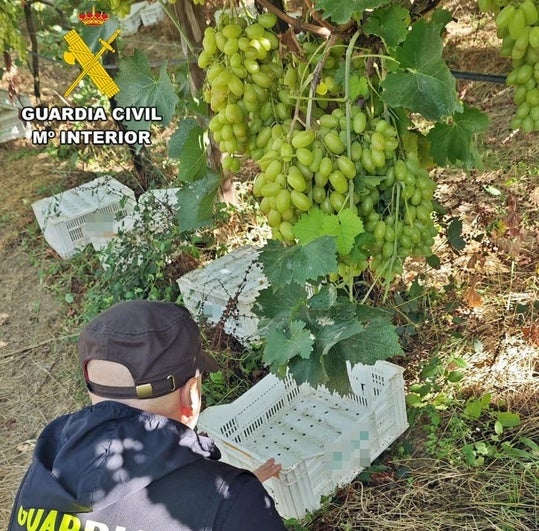 Siete investigados por sustraer más de 1.000 kilos de uva en Badajoz